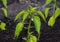 Pepper growing on fertile soil