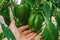 pepper in the hands in the garden.Bell pepper harvest.Hand picks green ripe pepper from the bush.Organic green bell