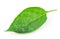 Pepper leaf