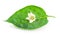 Pepper leaf with flower