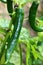 Pepper plant with green peppers