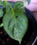 Pepper plant leaves with leaf miner insect damage