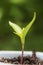 Pepper plant seedling growing in the garden