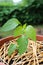 Pepper plant seedling growing in the garden