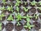 Pepper plantlets in a crop nursery