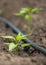 Pepper plants with drip irrigation