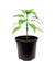 Pepper plants in a pot isolated on a white background. Seedlings of peper. Growing. Young green plant. Green sprouts of pepper