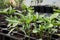 Pepper plants potted seedlings