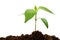 Pepper seedling on white background