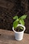 Pepper seedling in a white pot on a wooden board close-up. Blurred soil background. View from above