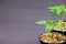 Pepper seedlings in a black pot mulched with chips.A young pepper sprout in a pot.Pepper seedlings. Copy space.Gardening