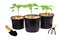 Pepper seedlings in a black pot mulched with chips.A young pepper sprout in a pot.Pepper seedlings. Copy space.Gardening