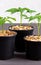 Pepper seedlings in a black pot mulched with chips.A young pepper sprout in a pot.Pepper seedlings. Copy space.Gardening