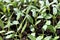 Pepper seedlings growing indoors for later moving in outside garden