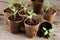 Pepper seedlings in peat pots on wood