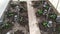 Pepper seedlings are planted in the ground in a greenhouse. Young sprouts of peppers grow under the film. Spring work in the