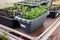 Pepper seedlings in a plastic container. Green shoots. Seedlings prepared for planting