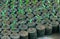 Pepper seedlings in pots spring time