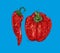 Pepper and spicy chili color design with blue background illustration freehand.