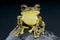 Pepper Tree Frog / Trachycephalus venulosus