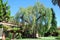 Pepper tree in front of City Hall, Laguna Beach, California.