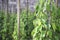 Pepper tree garden in the sunlight on Phu Quo