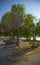 Pepper trees on a warm sunny day