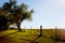 Peppercorn tree next to fence in early morning light