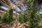 Peppercorn trees growing in organic natural pepper farm   kampot cambodia