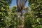 Peppercorn vines growing in organic pepper farm in kampot cambodia