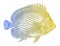 Peppered butterflyfish chaetodon guttatissimus