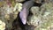 Peppered moray, grey moray, geometric moray siderea grisea, Gymothorax griseus in Red sea