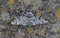 Peppered Moth