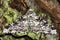 Peppered moth (Biston betularia) on lichen covered bark