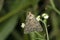 Peppered moth on branch, Biston betularia, Satara