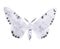 Peppered moth light form illustration on white.