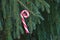 Peppermint candy cane hanging on fir tree branch copy space