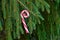 Peppermint candy cane hanging on fir tree branch copy space