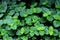 Peppermint Dark green leaves Tone dark image scientific name: Mentha Ã— piperita L.