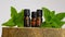 Peppermint essential oil.Glass brown bottles and sprigs of mint on a wooden saw cut . Organic pure peppermint oil