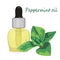 Peppermint essential oil vector illustration