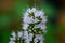 Peppermint flower closeup outdoor bokeh background