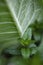 Peppermint grows along the underside of a mullein leaf