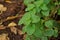 Peppermint, a hybrid mint cross between watermint and spearmint