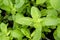 Peppermint, Kitchen Mint, Marsh Mint (Mentha cordifolia Opiz.).