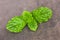 Peppermint leaf