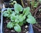 Peppermint mentha plant in a pot