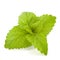 Peppermint or mint bunch