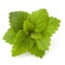 Peppermint or mint bunch