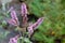 Peppermint plant flower in sunlight day